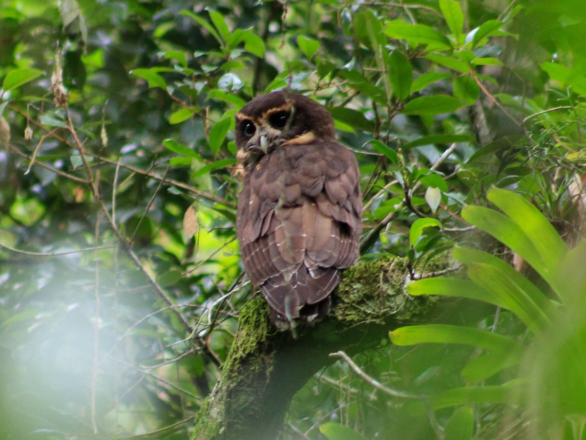 Tawny-browed Owl - ML630112898