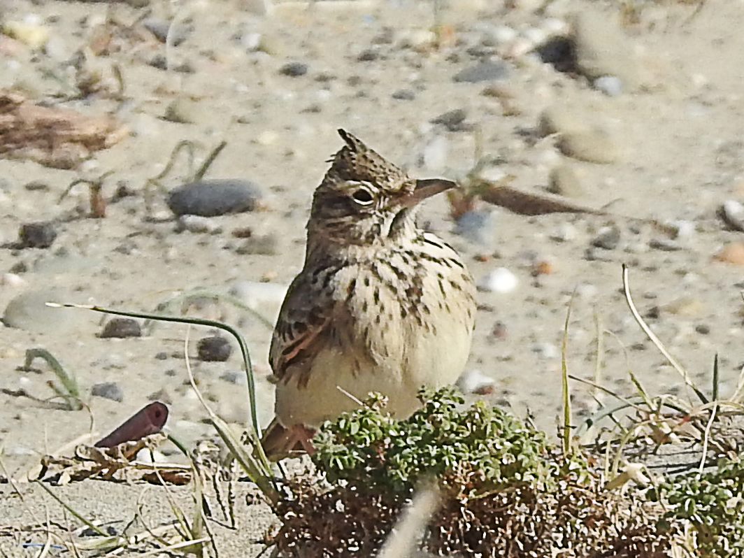 chocholouš obecný - ML630112950