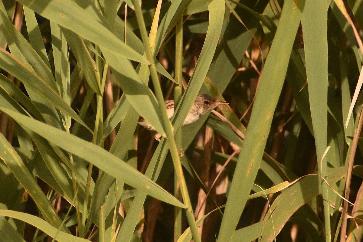 Common Reed Warbler - ML630112964