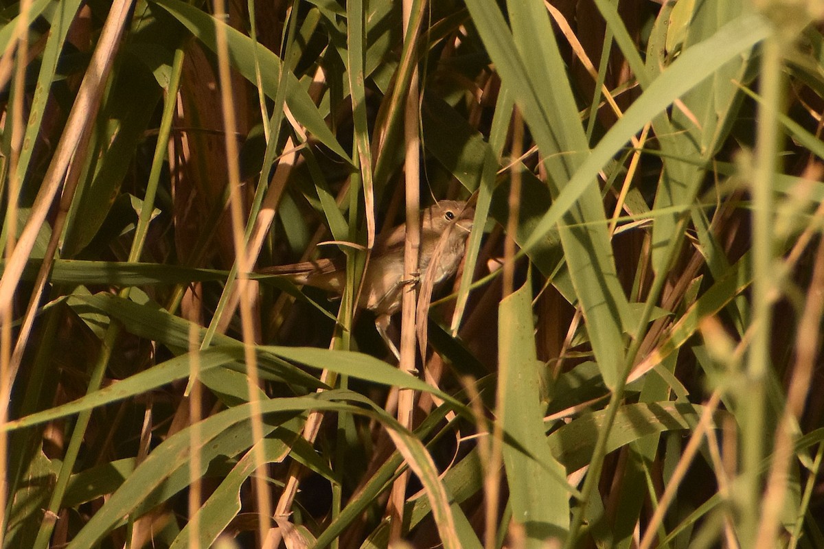 Common Reed Warbler - ML630112965