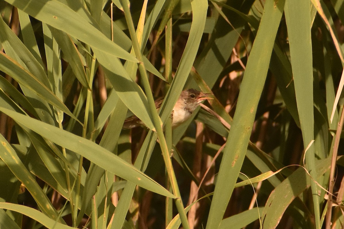 Common Reed Warbler - ML630112966