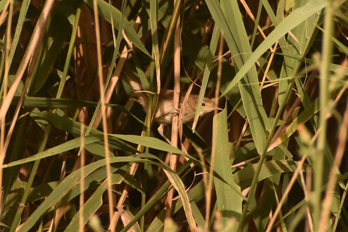 Common Reed Warbler - ML630112967