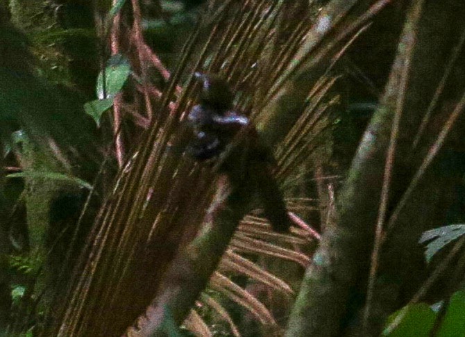 Squamate Antbird - ML630113053