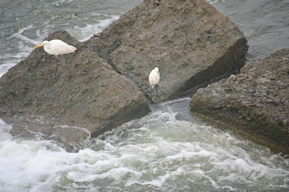 Western Reef-Heron - ML630113329
