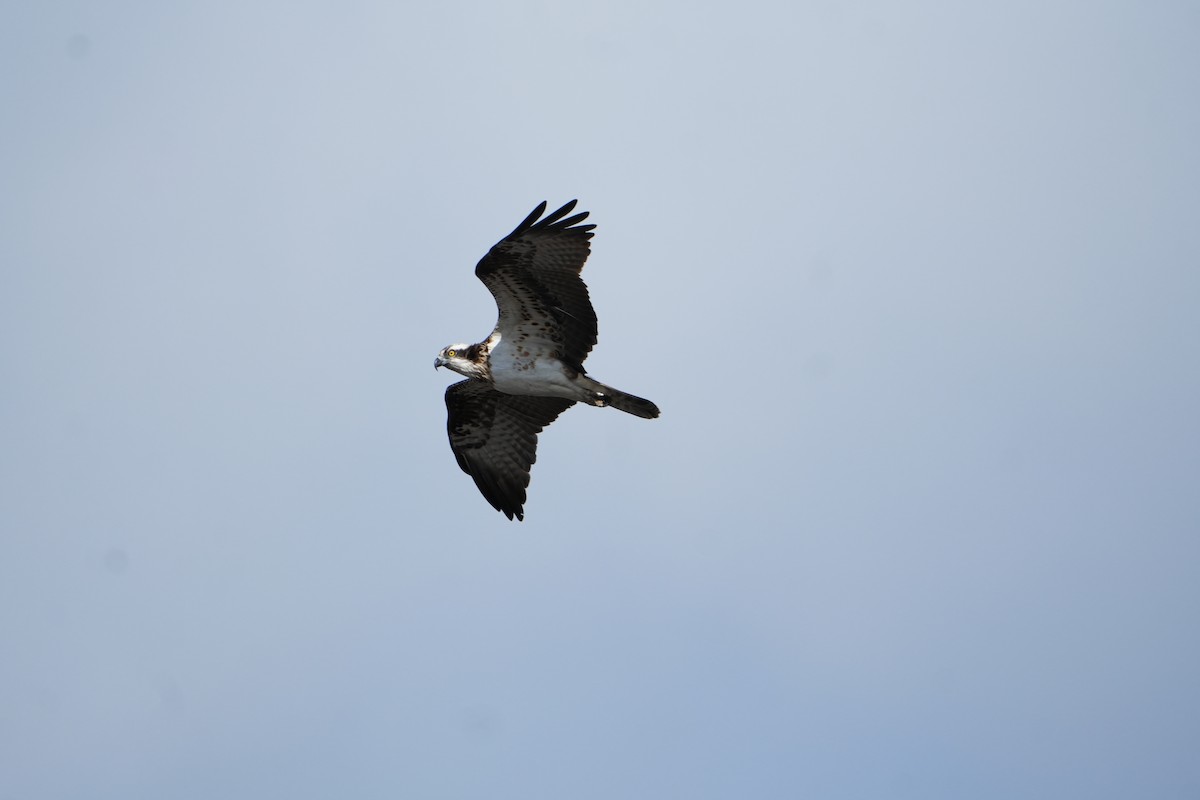 Falco pescatore - ML630113509