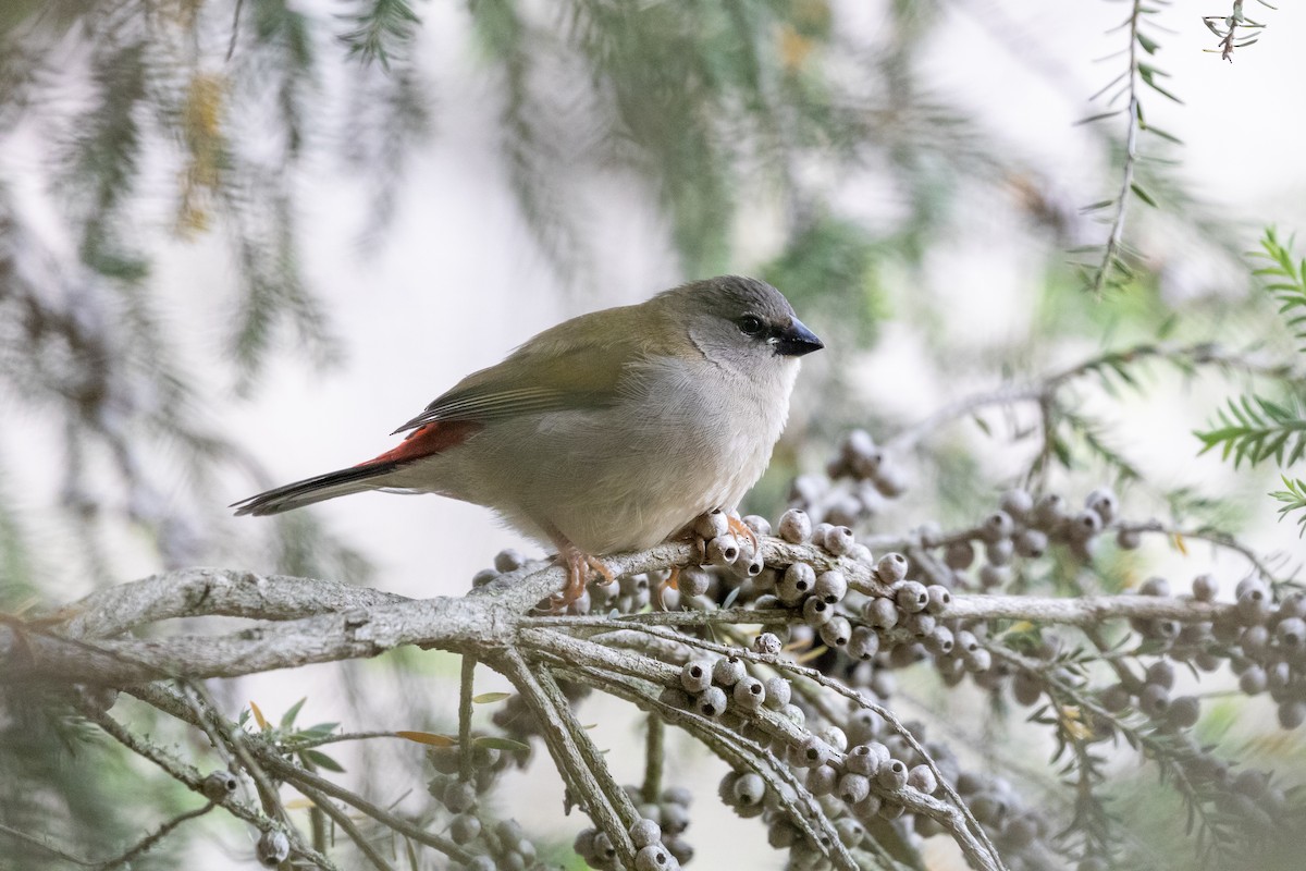 Red-browed Firetail - ML630113511