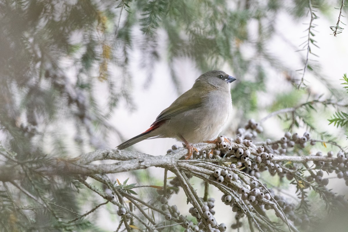Red-browed Firetail - ML630113512