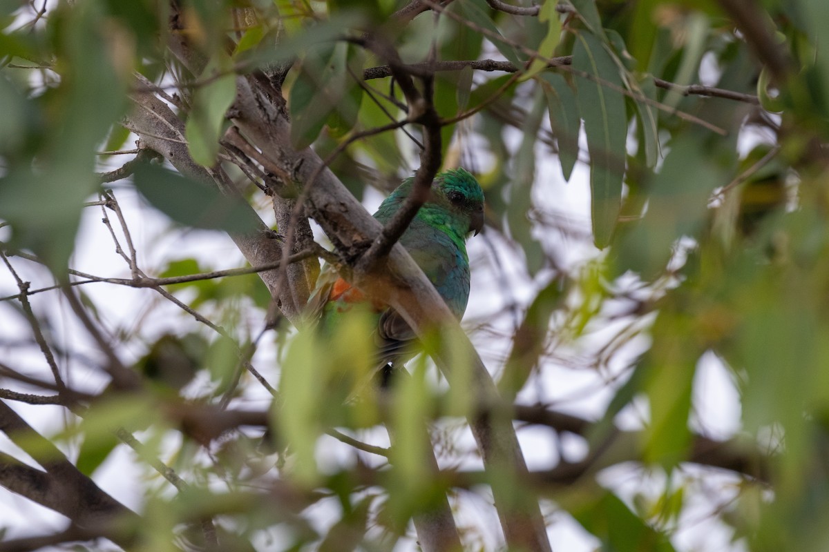 Red-rumped Parrot - ML630113522