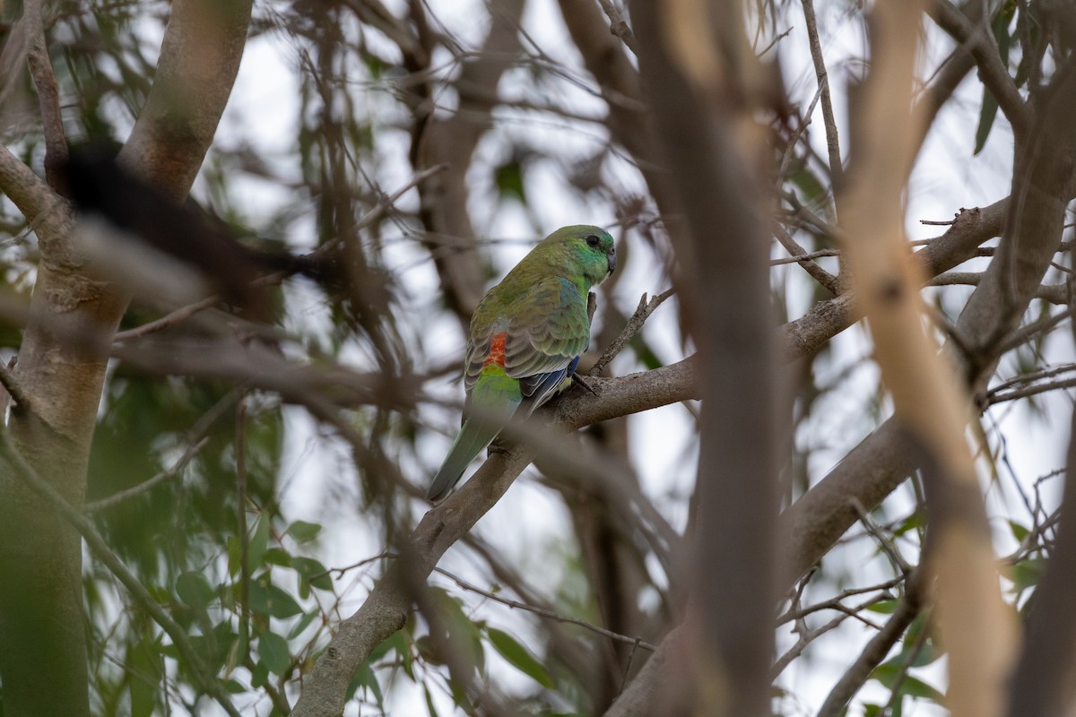 Red-rumped Parrot - ML630113523