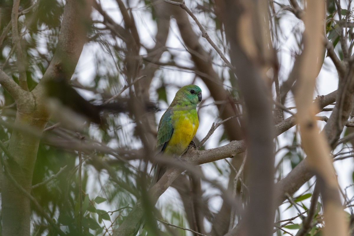 Red-rumped Parrot - ML630113524