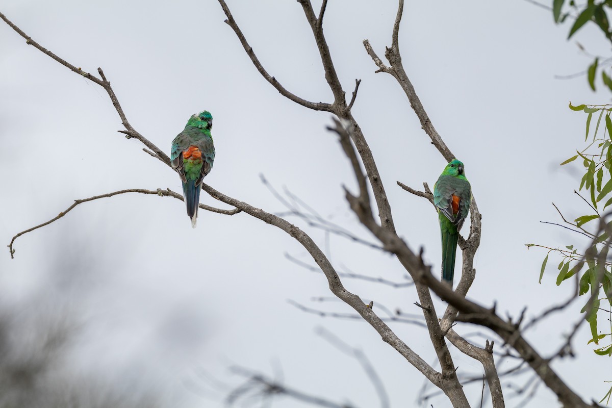 Red-rumped Parrot - ML630113525