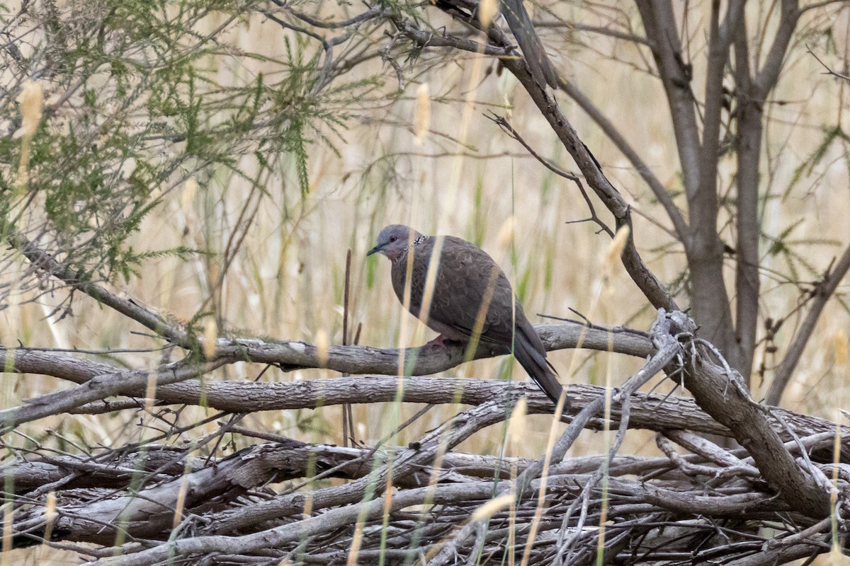 Spotted Dove - ML630113537