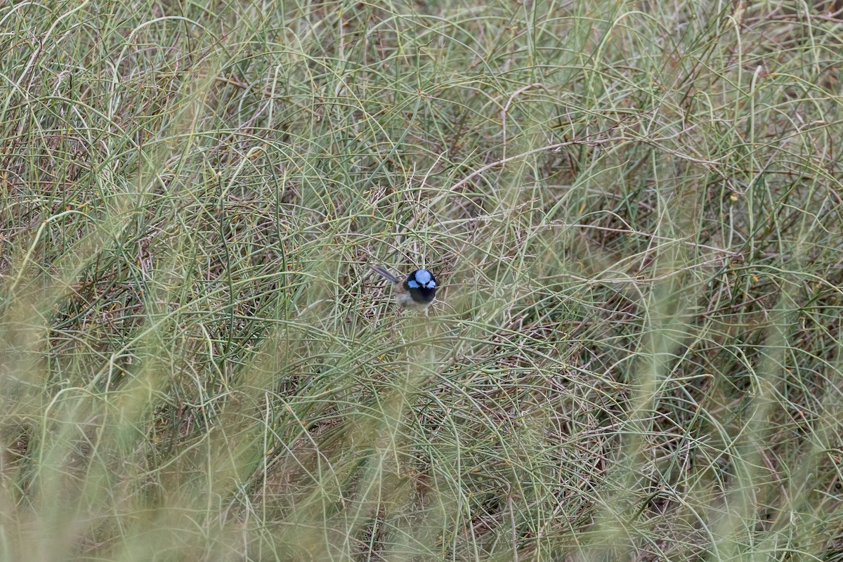 Superb Fairywren - ML630113539
