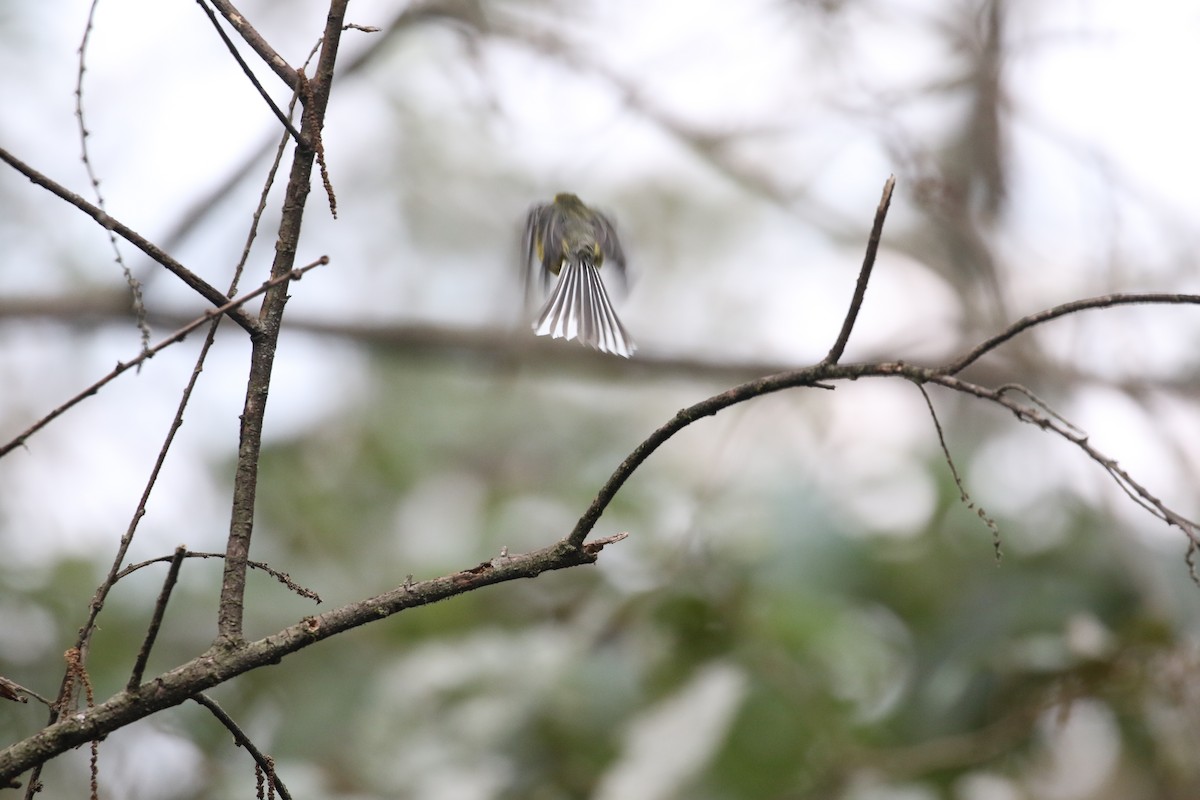 Papamoscas Ventrigualdo - ML630113706