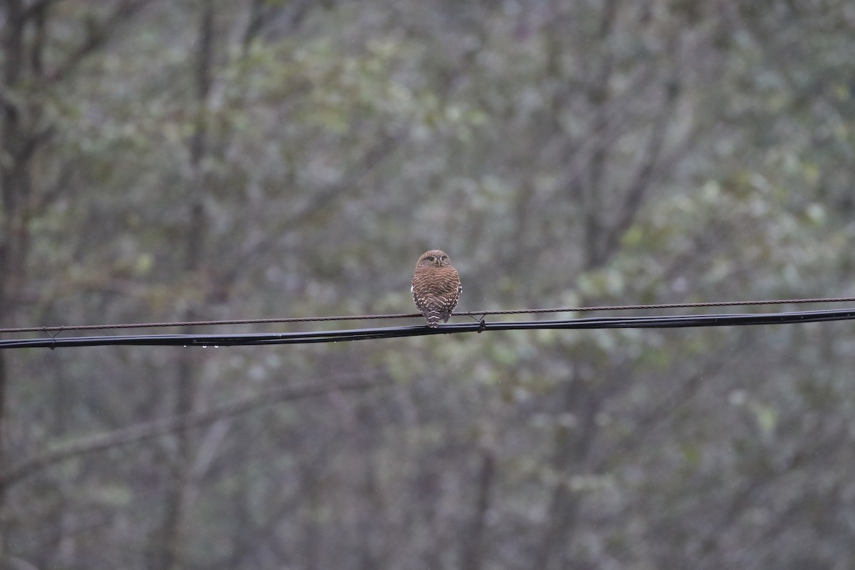 Asian Barred Owlet - ML630113741