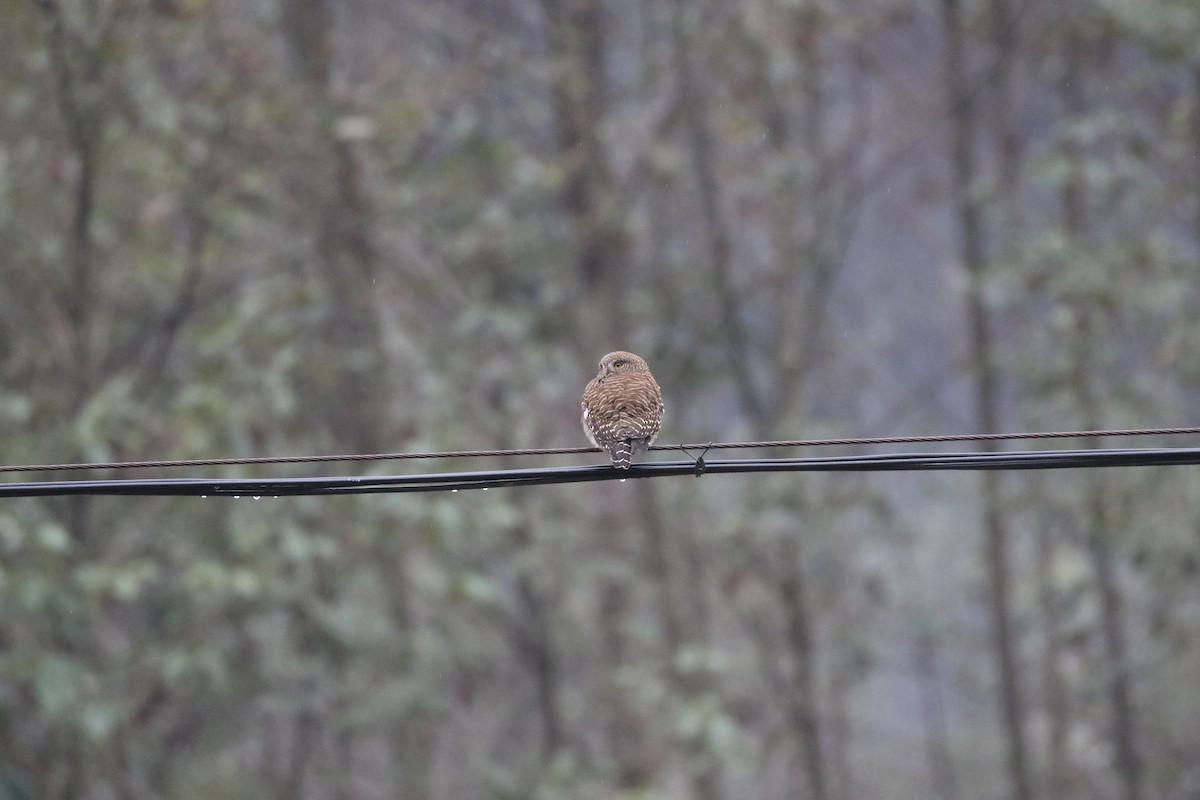Asian Barred Owlet - ML630113742