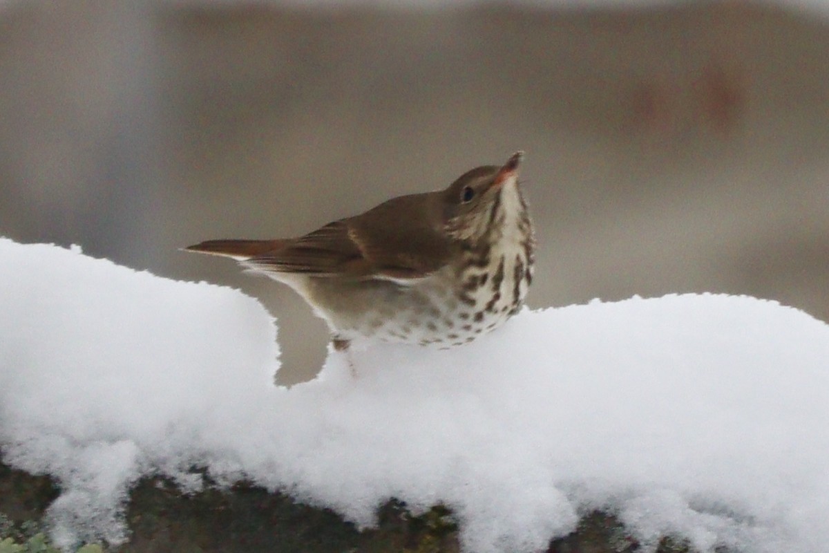 Münzevi Bülbül Ardıcı - ML630113769