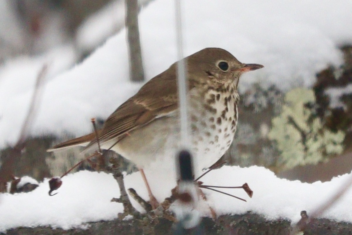 Münzevi Bülbül Ardıcı - ML630113770