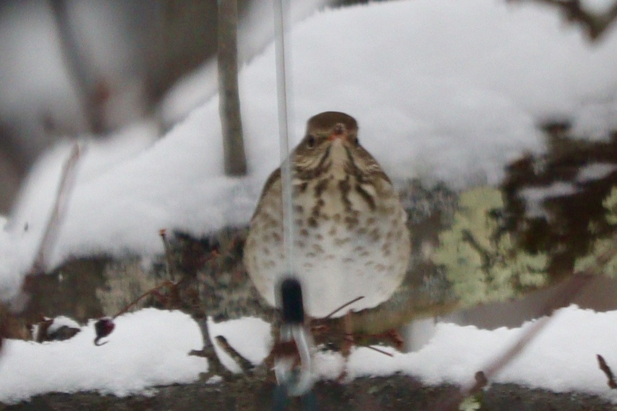 Münzevi Bülbül Ardıcı - ML630113771