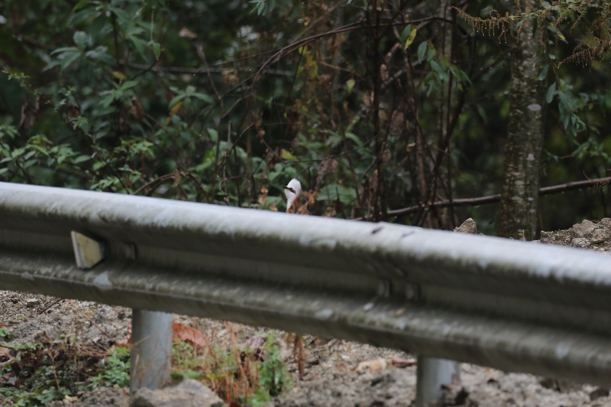 White-crested Laughingthrush - ML630113774