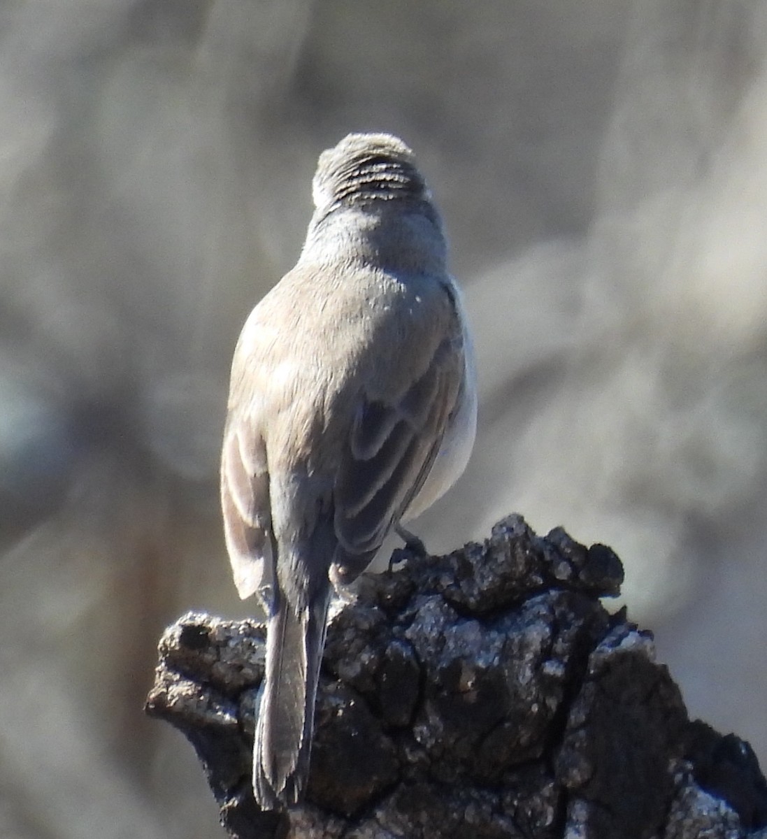 Chingolo Gorjinegro - ML630113780