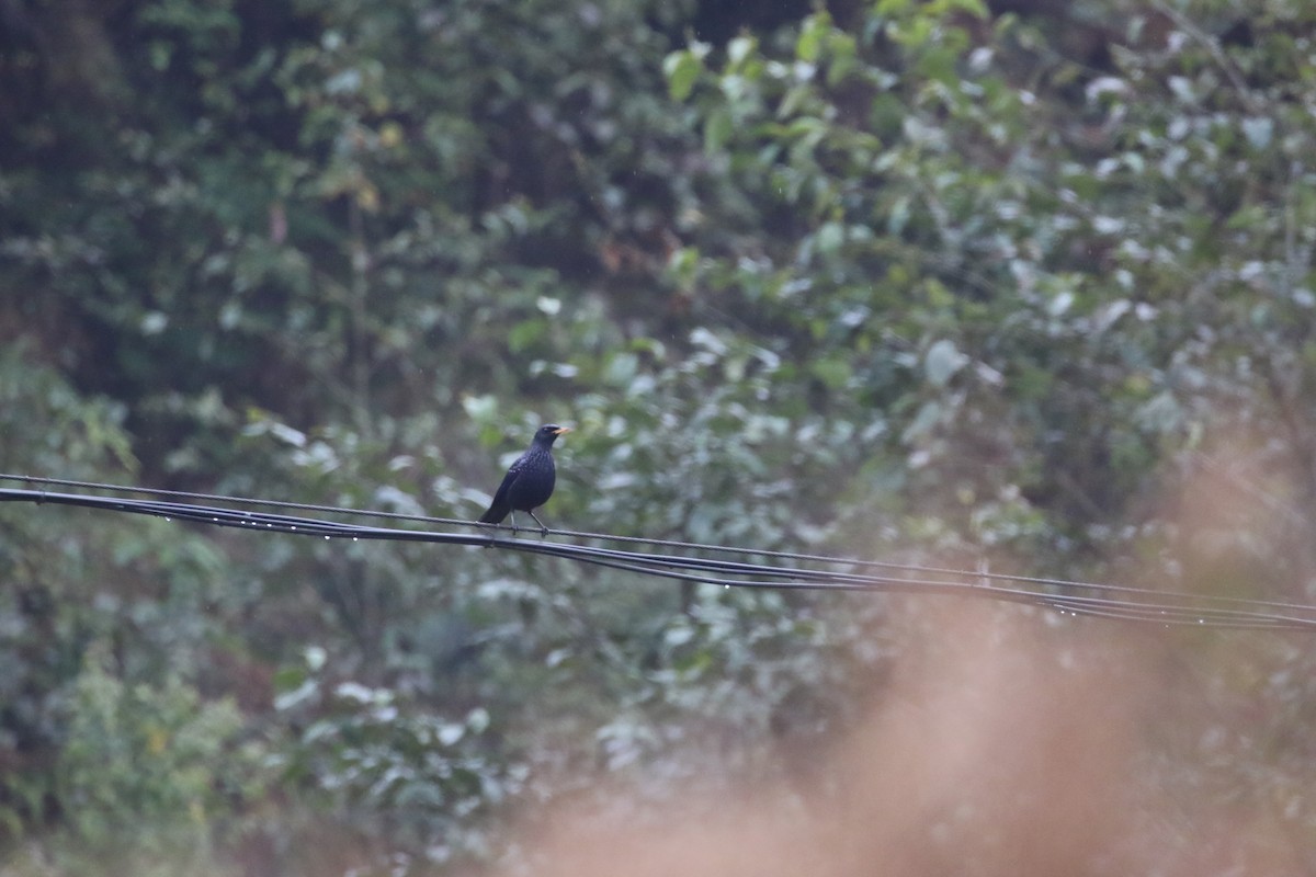 Blue Whistling-Thrush (Yellow-billed) - ML630113782