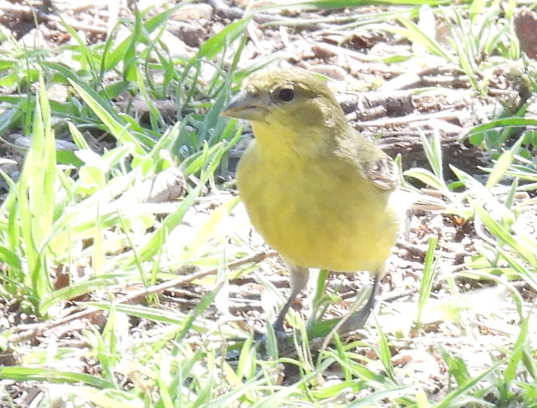 Jilguero Menor - ML630113786