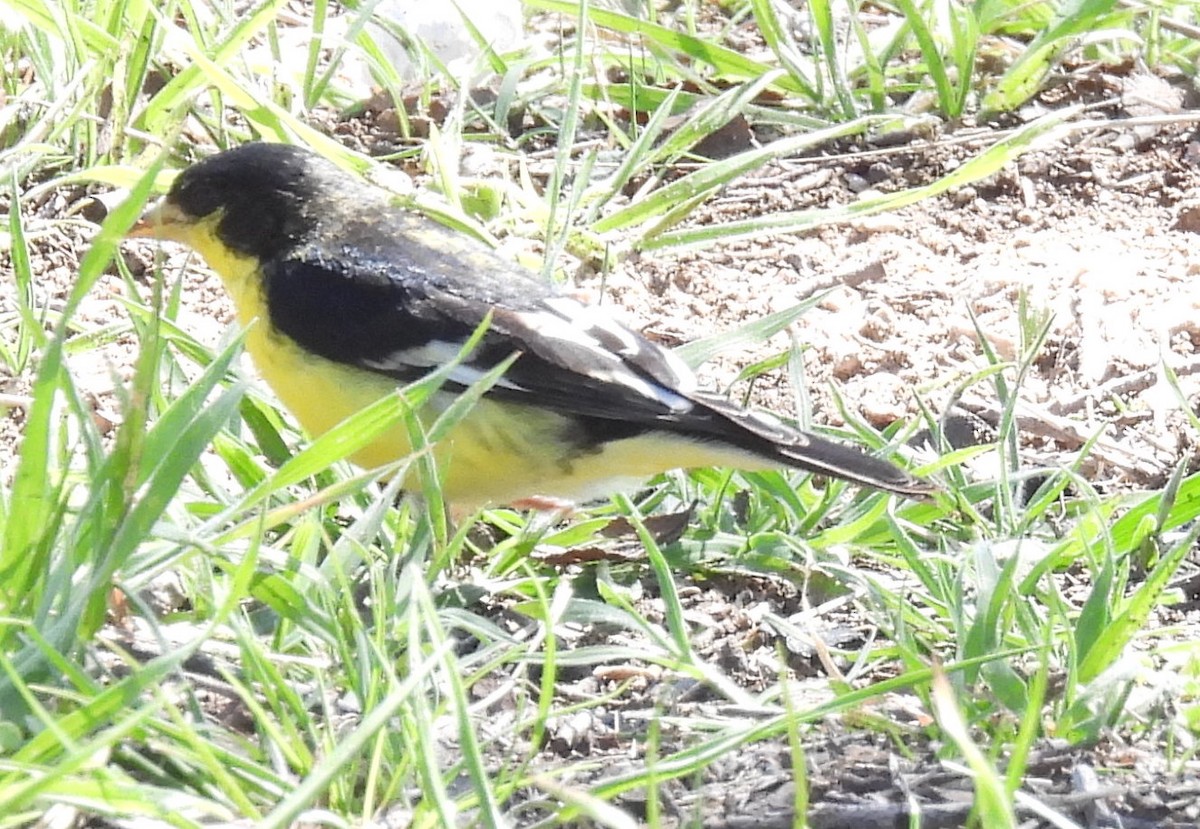 Jilguero Menor - ML630113787