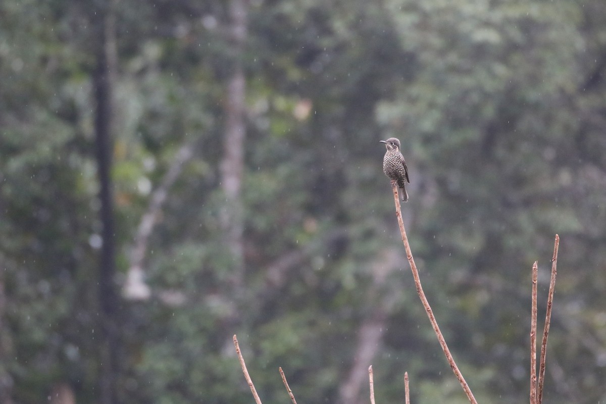 Chestnut-bellied Rock-Thrush - ML630113788