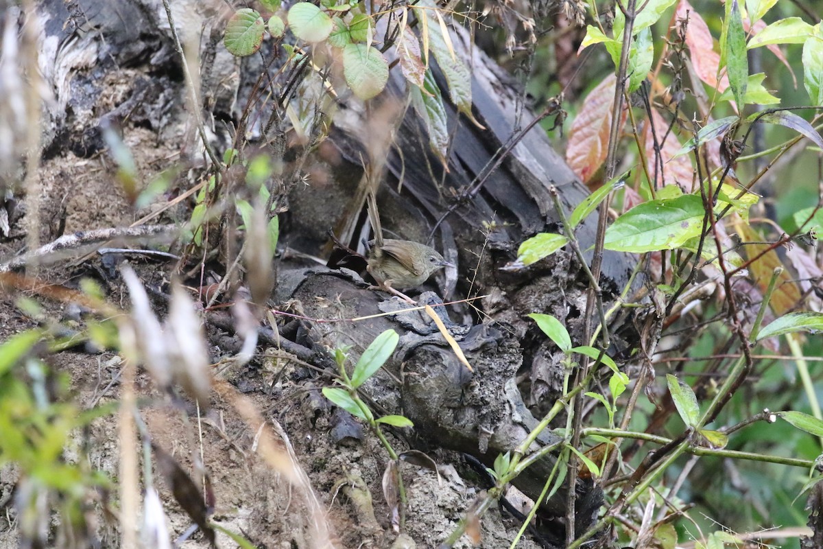 Black-throated Prinia - ML630113837
