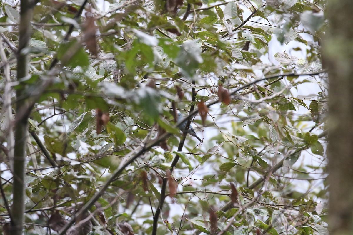 Verditer Flycatcher - ML630113916