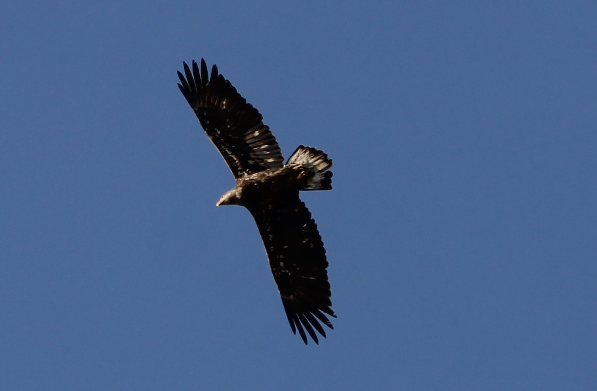 Bald Eagle - ML630114064