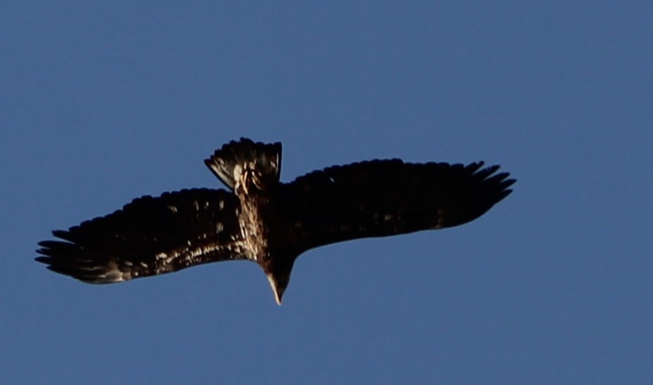 Bald Eagle - ML630114065