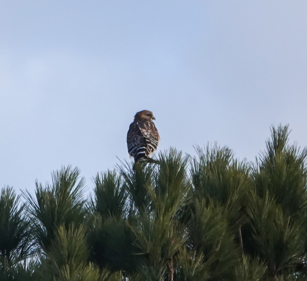 Red-shouldered Hawk - ML630114094