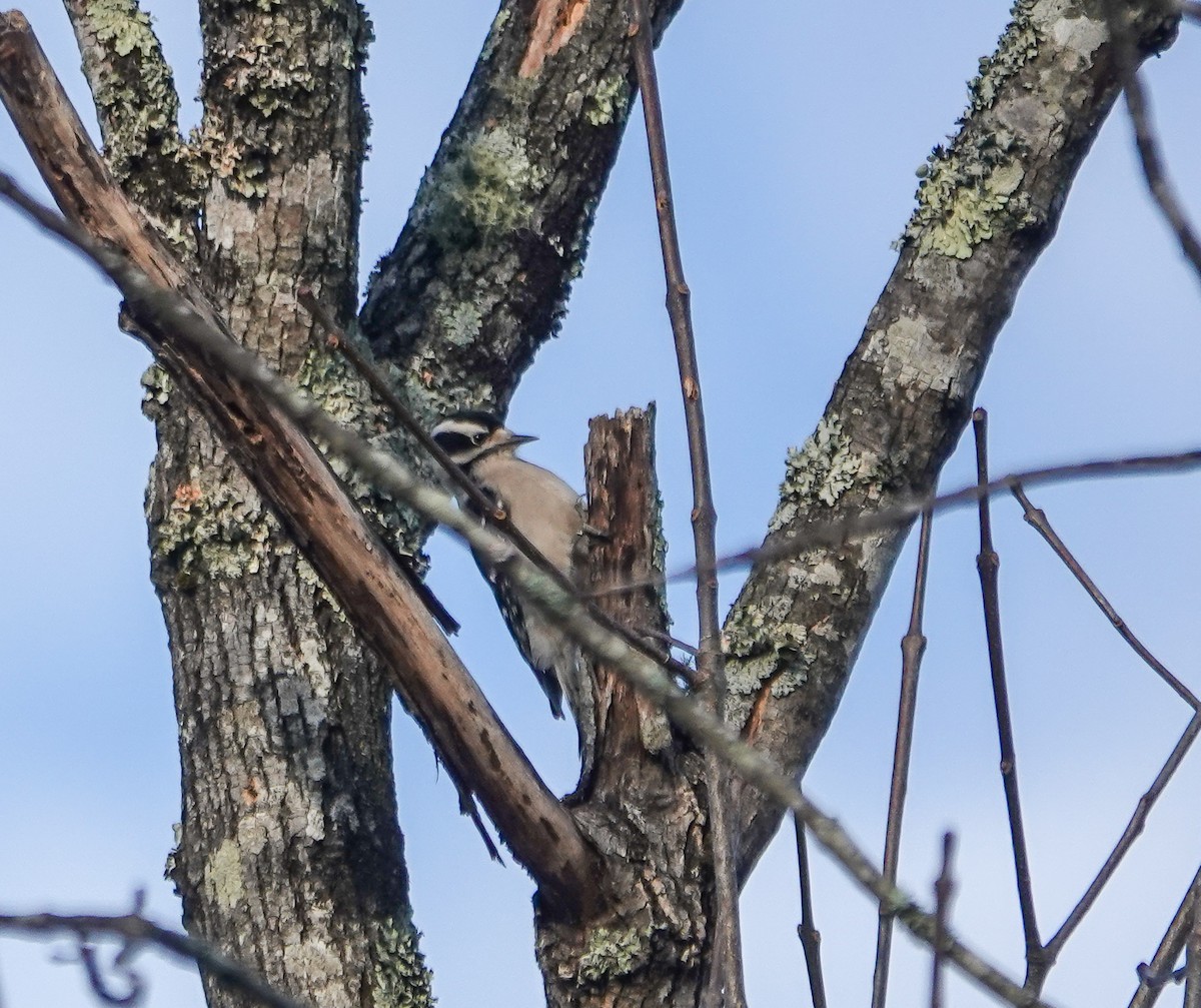 Downy Woodpecker - ML630114098