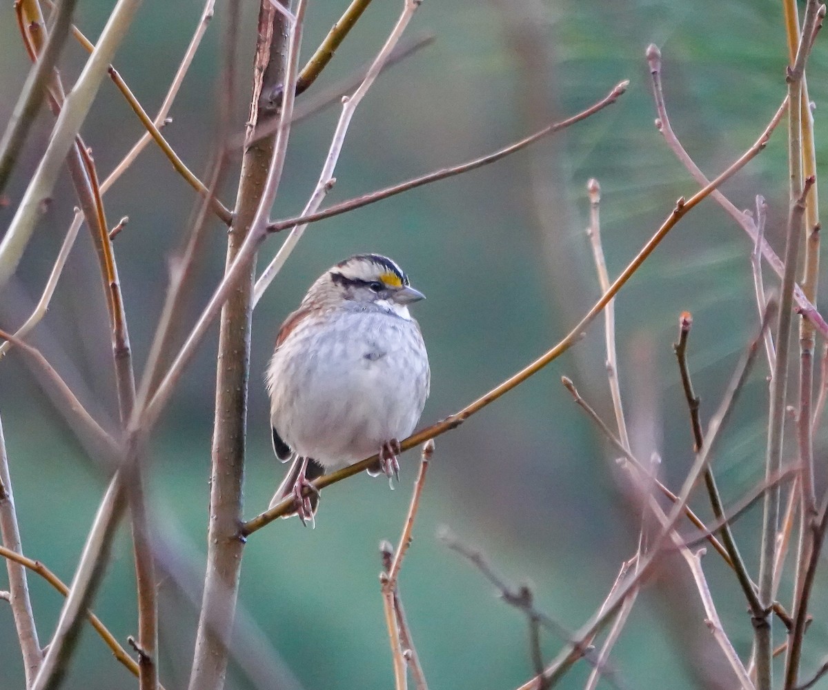 White-throated Sparrow - ML630114105