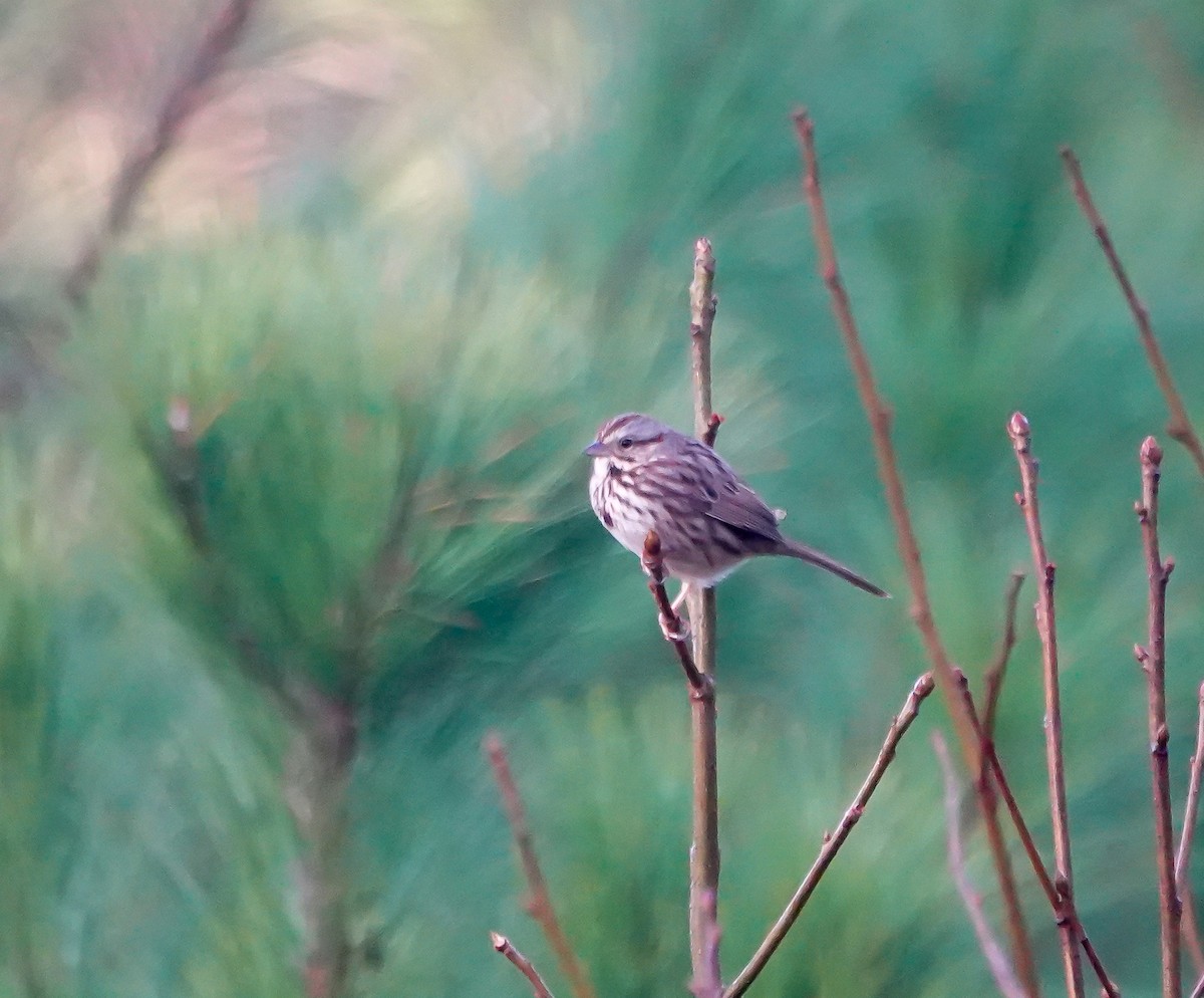 Song Sparrow - ML630114114