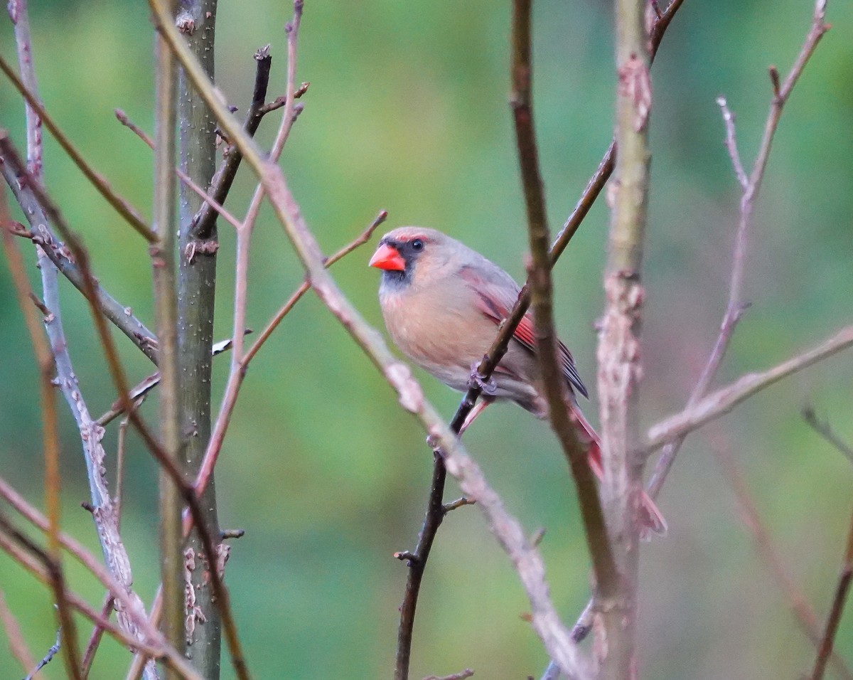 Northern Cardinal - ML630114115