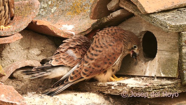Lesser Kestrel - ML630114161