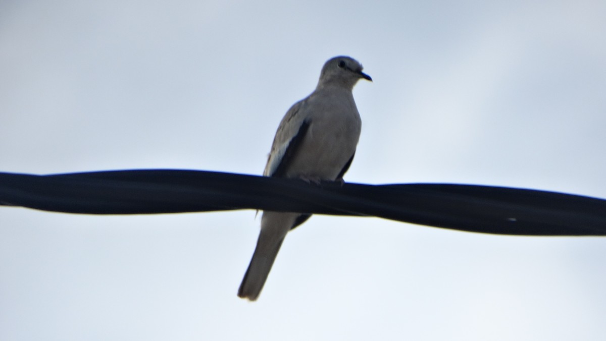 Picui Ground Dove - ML630114288