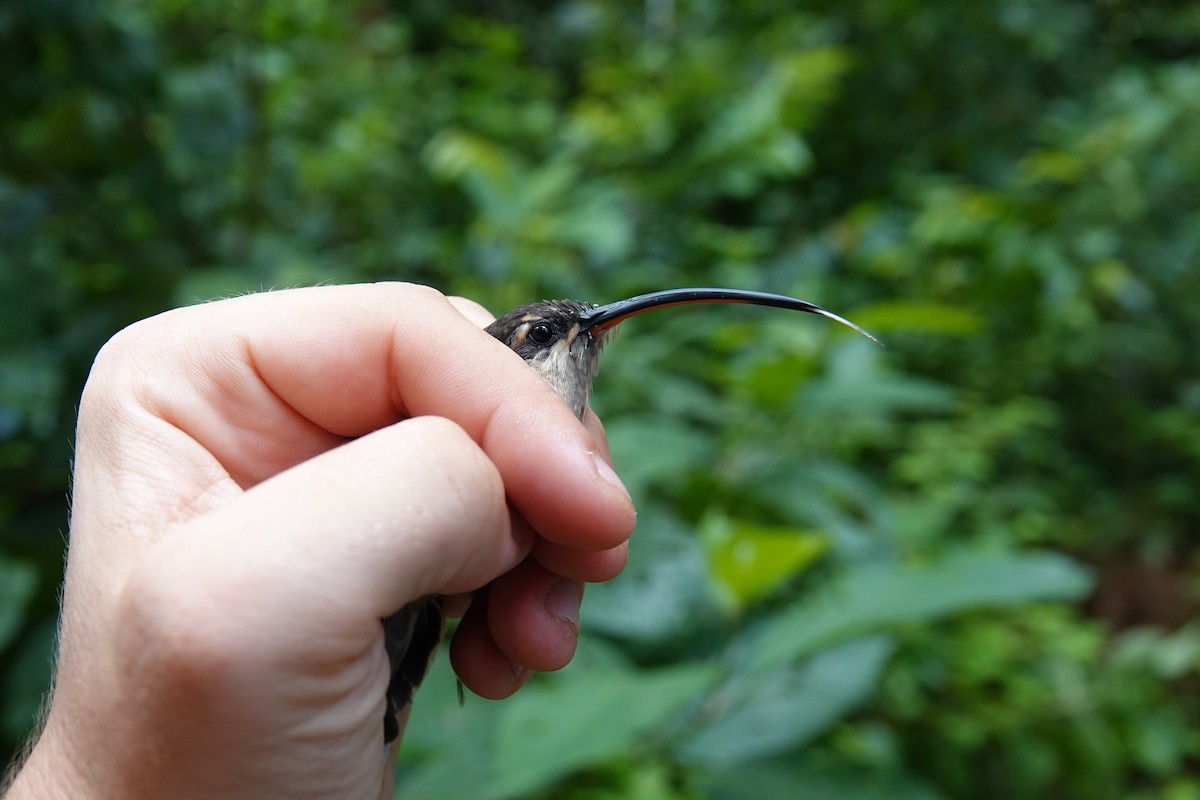 Long-tailed Hermit - ML630114303