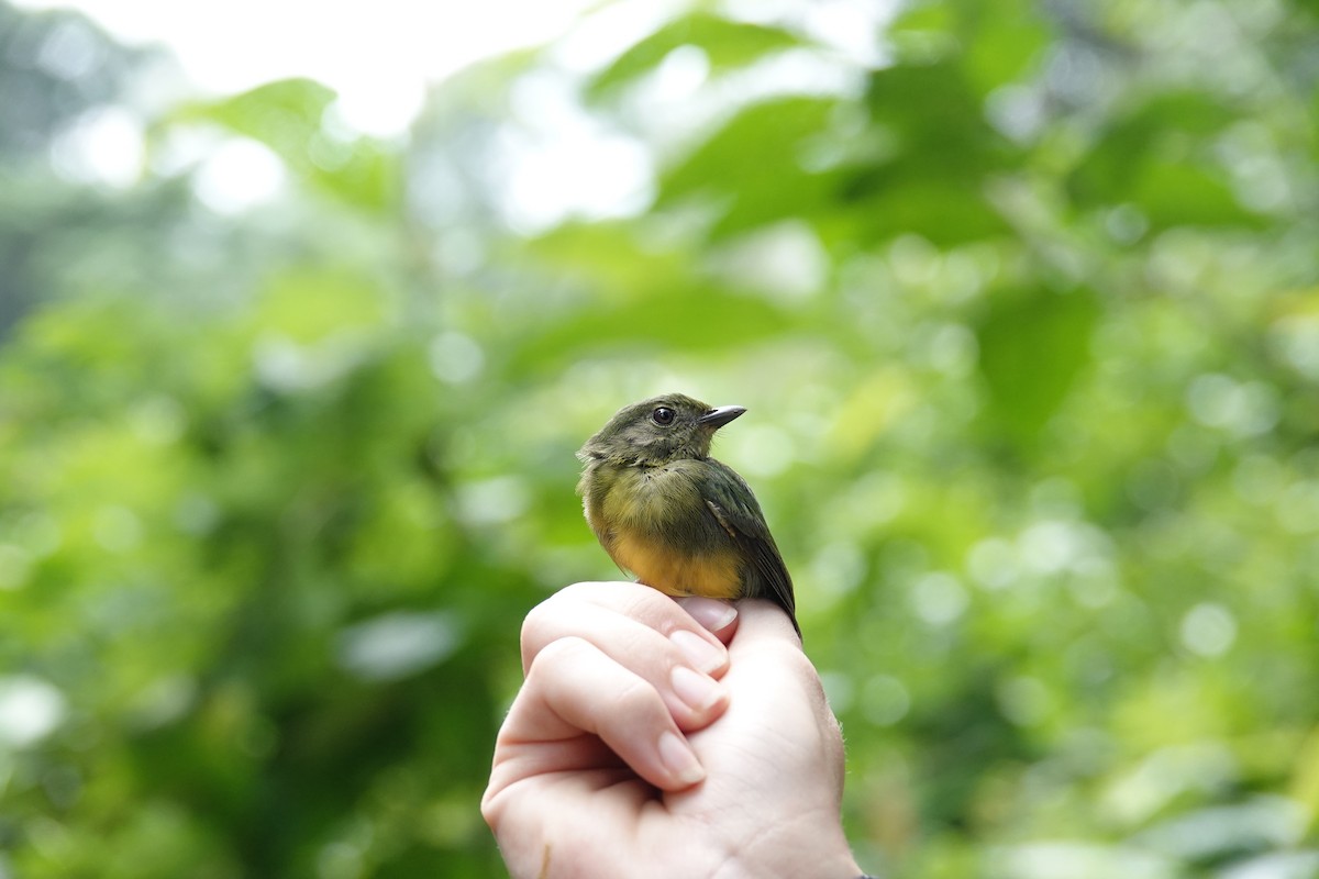 White-fronted Manakin - ML630114327