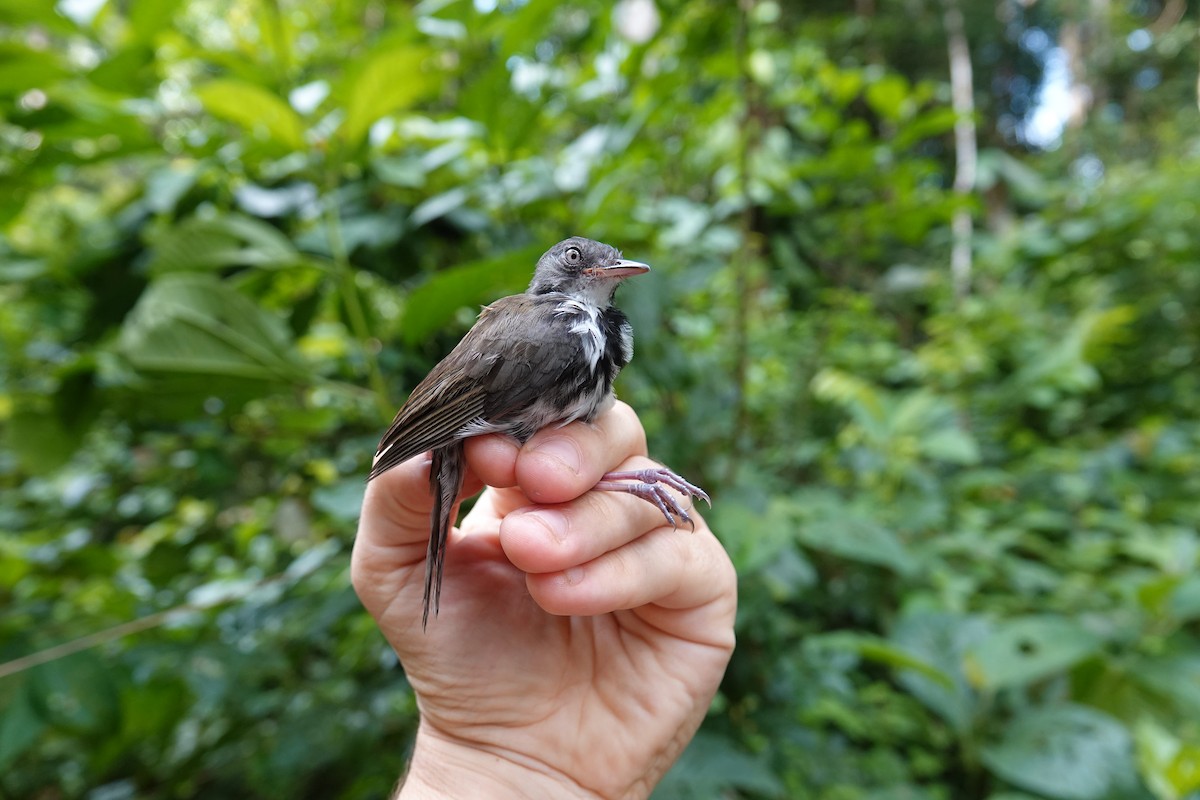 Ringed Antpipit - ML630114358