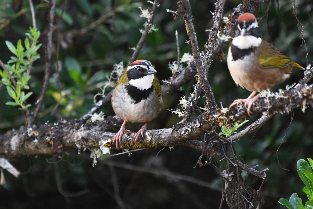 Collared Towhee - ML630114437