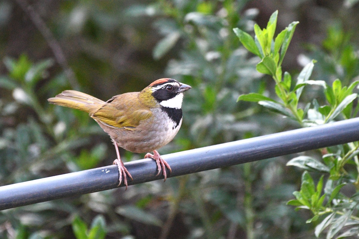 Collared Towhee - ML630114465