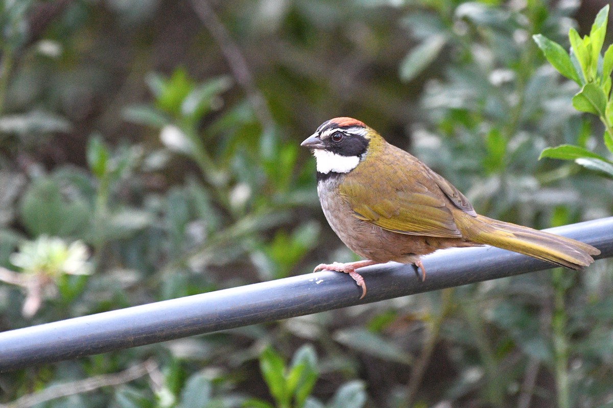 Collared Towhee - ML630114470