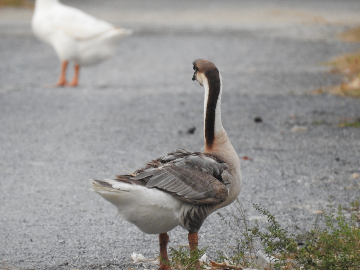 Swan Goose (Domestic type) - ML630114477