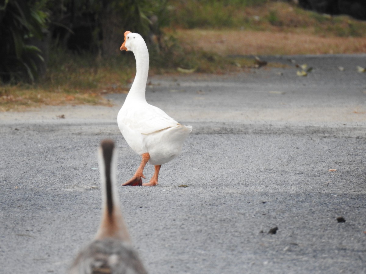 Swan Goose (Domestic type) - ML630114478