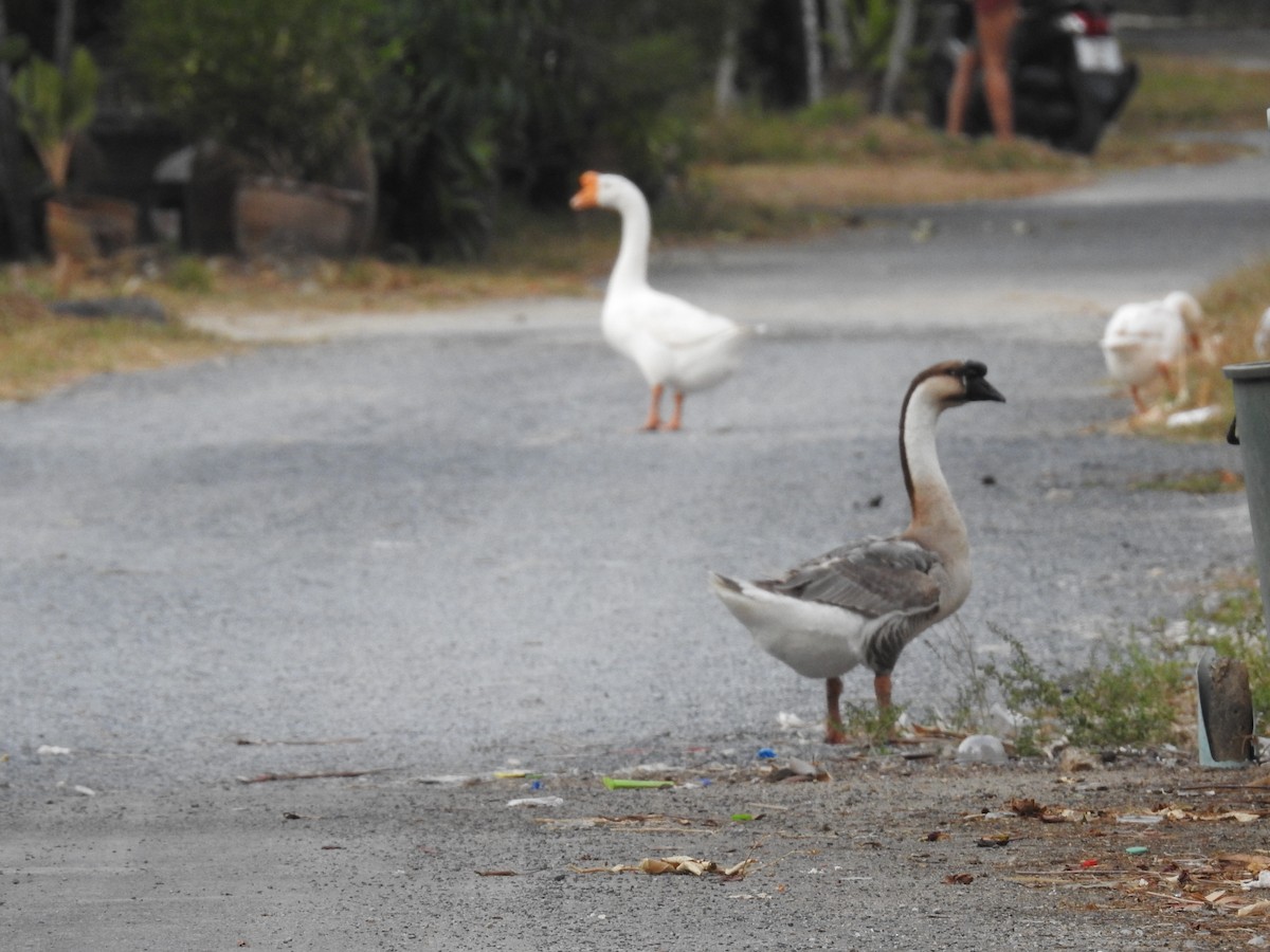 Swan Goose (Domestic type) - ML630114480