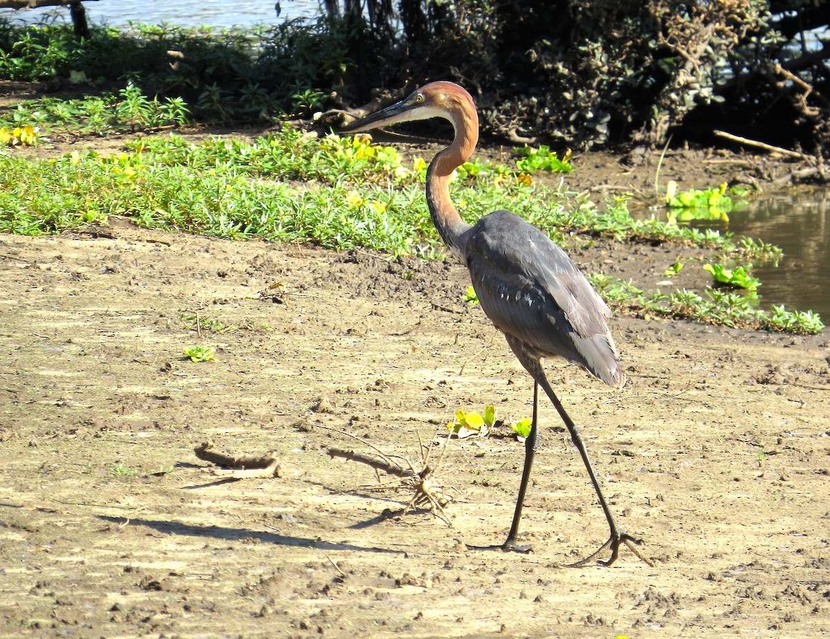 Héron goliath - ML63011461